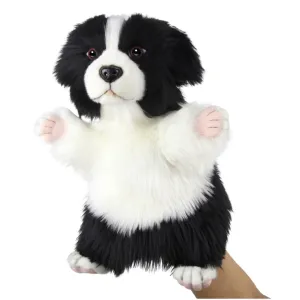 Hansa Border Collie